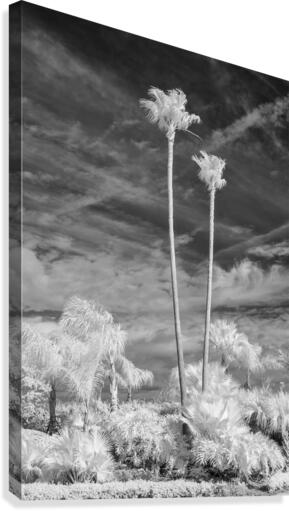 Tall Palms Canvas Print
