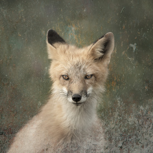 Red Fox - Vulpes vulpes