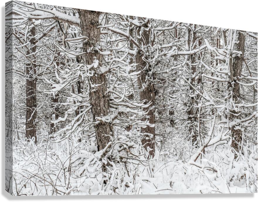 Snowy Trees Canvas Print