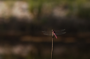 Resting dragonfly