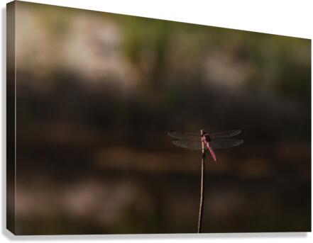 Resting dragonfly Canvas Print