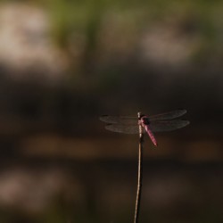 Resting dragonfly