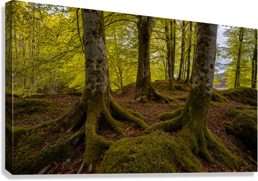 Beech Forest Roots Canvas Print