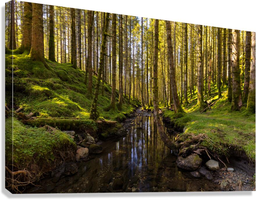 The Forest River Canvas Print