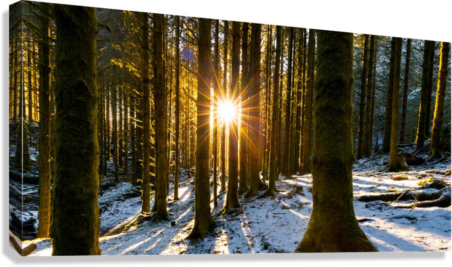 Forest Sunlight Canvas Print