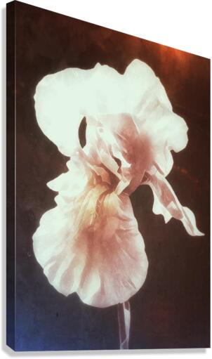 An Iris For Jane Canvas Print