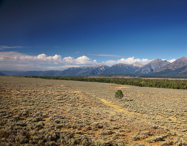 Grand Teton Standing Out Print