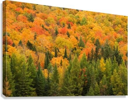 Automne 2 Canvas Print