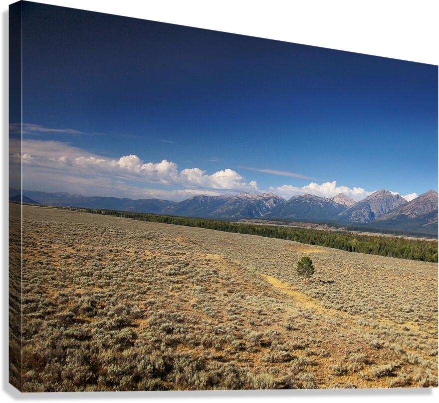 Grand Teton Standing Out Canvas Print