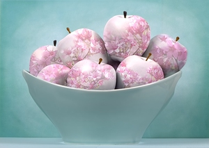 Apple Blossoms