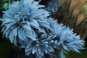 Ballad of the Blue Dahlia