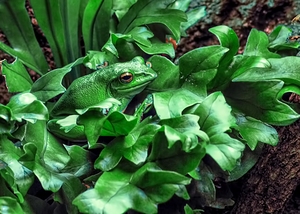 Being Green