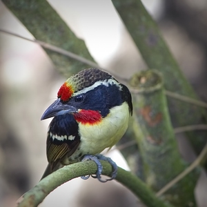 Black Spotted Barbet