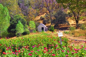 Blossom Hill