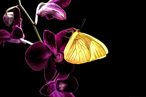 Butterfly Brilliance