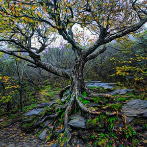 Dance to Autumn II - The Craggy Tree
