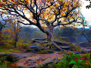 Dance to Autumn -Craggy Tree