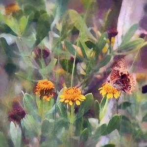 Daydream of the Butterfly