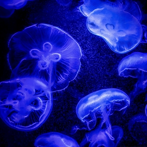 Deep Blue - Moon Jellies