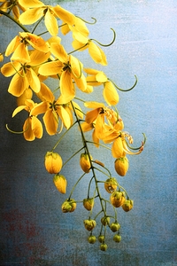Golden Lantern II