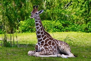 Little Giraffe All Tuckered Out