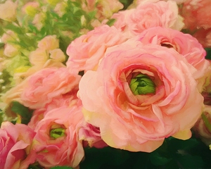 Melody of English Roses