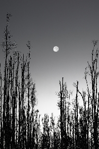 Risen Moonrise