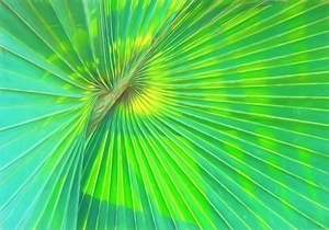 Sun Splash