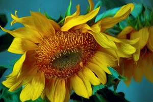 Sunshine In A Room