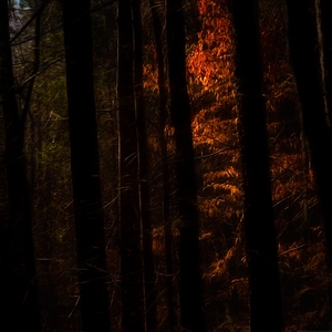 The Light Between