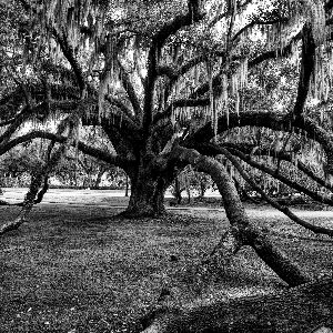 The Mayors Reach - Live Oak In Orlando