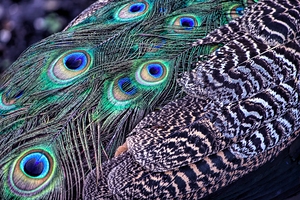 The Showman - Peacock Detail
