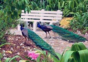Wingmen - Peacock Patrol