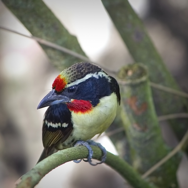 Black Spotted Barbet by Chrystyne Novack