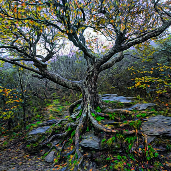 Dance to Autumn II - The Craggy Tree by Chrystyne Novack