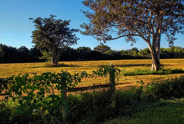 Field of Gold by Chrystyne Novack