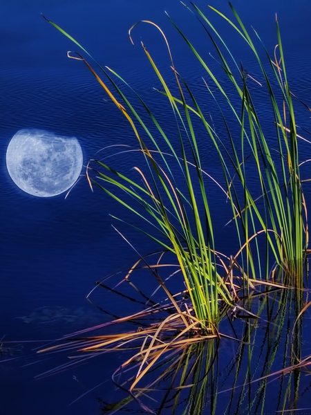 Moon Drop by Chrystyne Novack