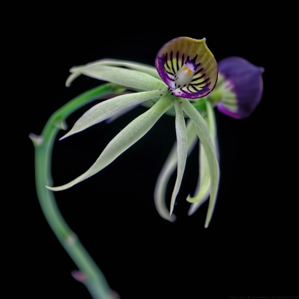 Octopus Orchid by Chrystyne Novack