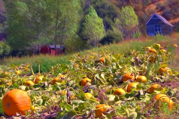 Pinetree Corners Pumpkin Patch Print