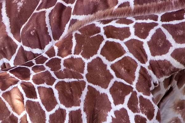 Puzzle Pieces -Reticulated Giraffe by Chrystyne Novack