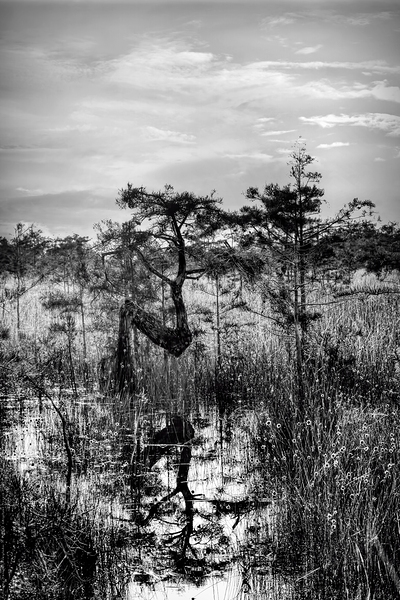 Reflecting Nature - Everglades N Tree by Chrystyne Novack