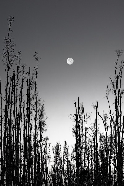 Risen Moonrise by Chrystyne Novack