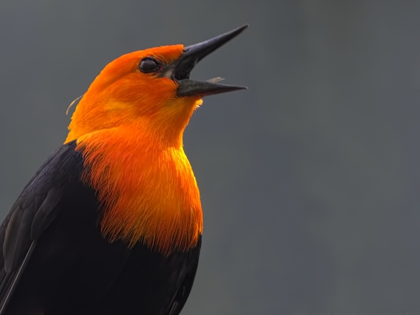 Soprano -Scarlet Headed Blackbird by Chrystyne Novack