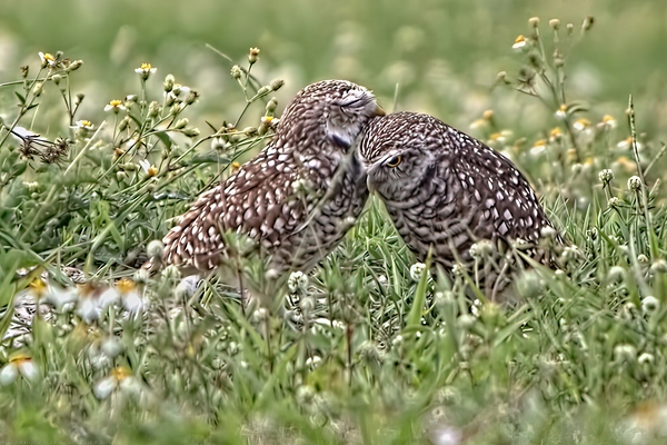 Tender Whispers Print