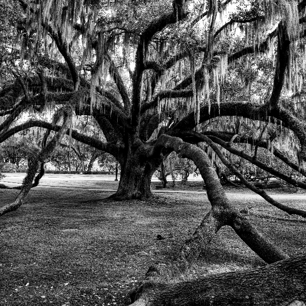 The Mayors Reach - Live Oak In Orlando by Chrystyne Novack