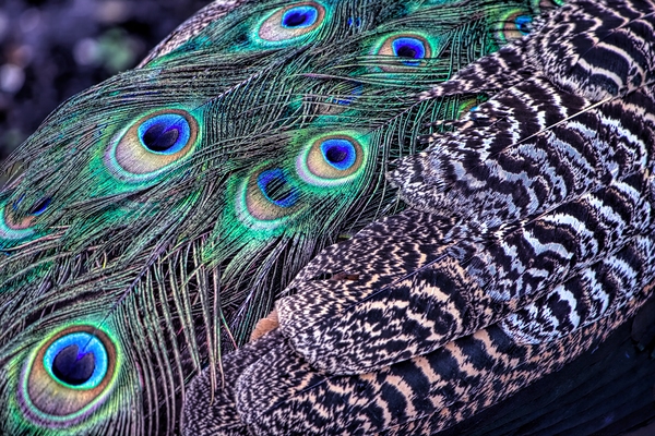 The Showman - Peacock Detail by Chrystyne Novack