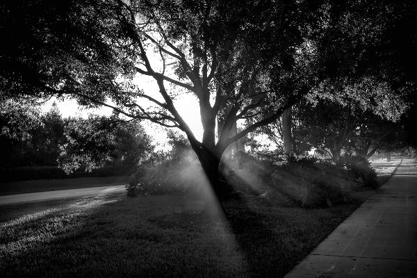 Walks of Light by Chrystyne Novack