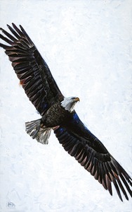 Soaring Bald Eagle