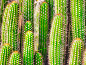 Cactus