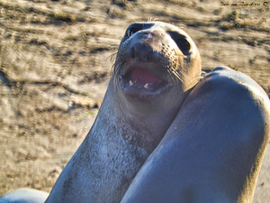 Elephant Seals Fighting